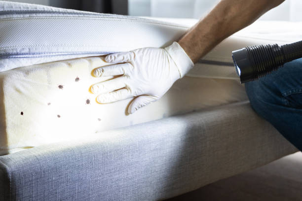 Best Residential Pest Control  in Terville, WA